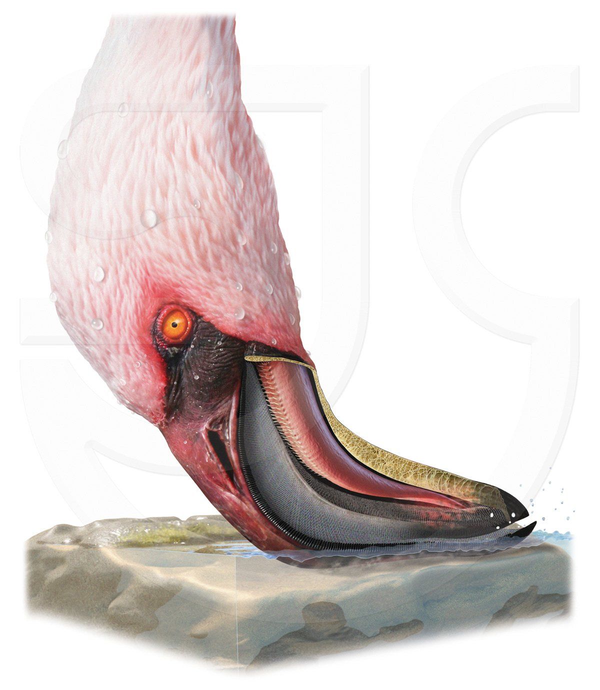 Wildlife painting of how a flamingo feeds. Close up of head showing a cutaway of its filtering bill revealing the rakers / hairs filtering water, sediment, algae, plankton and invertebrates. Photorealistic natural history scientific illustration.