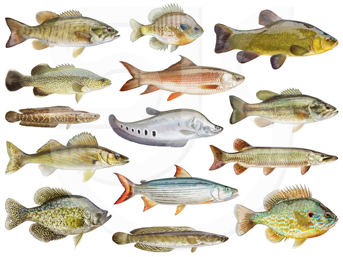 A selection of colourful, realistic, yet stylized freshwater fish paintings for a seafood identification app featuring the Smallmouth Bass, Murray Cod, Northern Snakehead, Walleye, Crappie, Bluegill, Rohu, Clown Featherback, Tiger Fish, Snakehead Murrel, Tench, Largemouth Bass, Muskellunge and Pumpkinseed. Realistic natural history, marine life illustration.