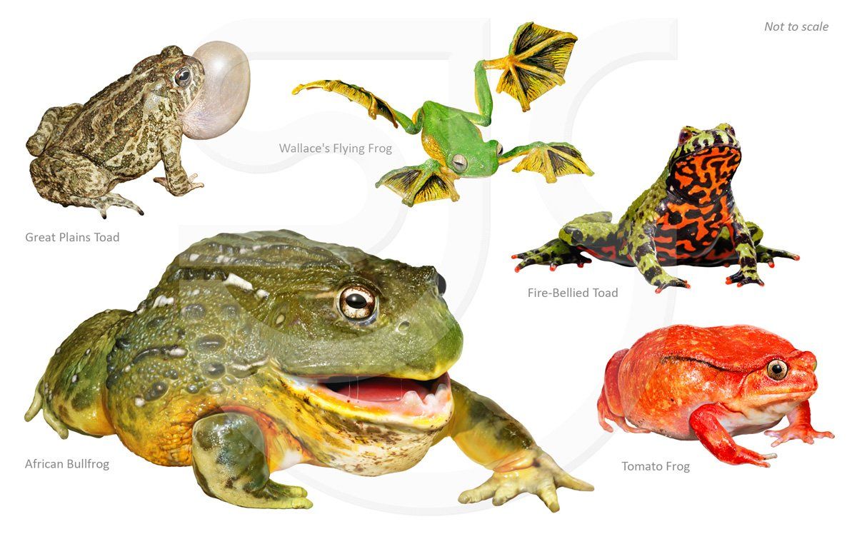 A small selection of frogs and toads, the African Bullfrog (Pyxicephalus adspersus), Great Plains Toad (Anaxyrus cognatus), Wallace's Flying Frog (Rhacophorus nigropalmatus), Fire-bellied Toad (Bombina) and the Tomato Frog (Dyscophus). Realistic, colourful amphibian illustrations for an animal encyclopedia.