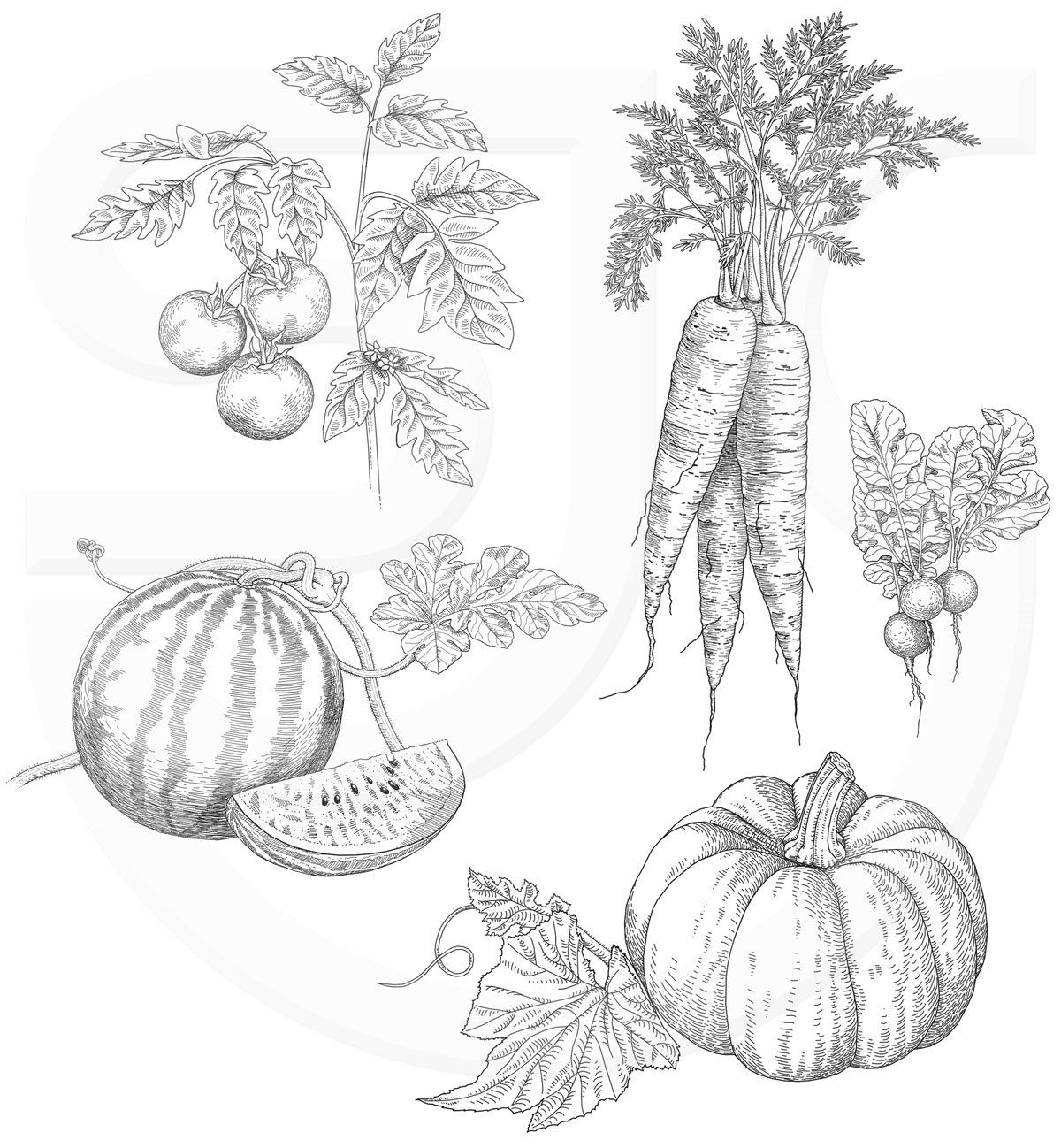 A selection of line drawings of fruit and vegetables including a tomato plant, a bunch of carrots, bunch of radishes, a pumpkin with its leaves, watermelon on the vine and a cut watermelon segment. Natural history, botanical illustrations by Stuart & Maj Jackson-Carter for a health and beauty book.