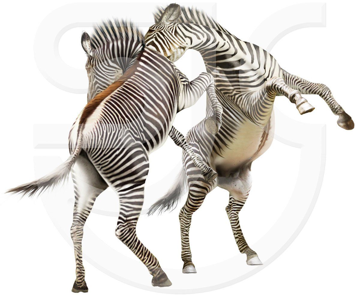 Two Grevy's zebras on hind legs sparring with each other, beautiful black and white zebra markings, dramatic photoreal African wild animal illustration.