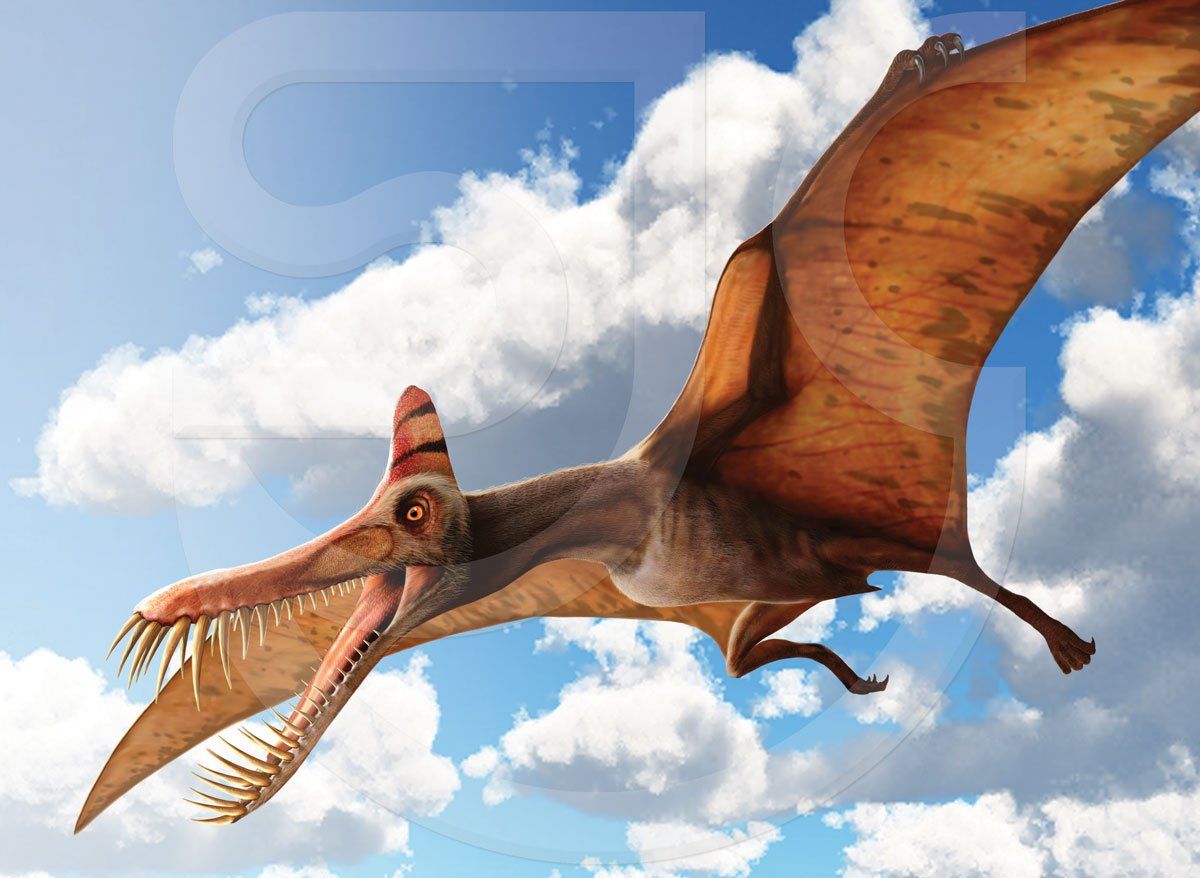 Guidraco Venator Dinosaur or Ghost Dragon Hunter, a prehistoric, early cretaceous toothed pterodactyloid pterosaur, a type of flying reptile, one of the larger pterosaurs from China's Jiufotang Formation. Soaring in the clouds in the blue sky, mouth open, revealing rows of long curved pointed teeth. Natural history Illustration.