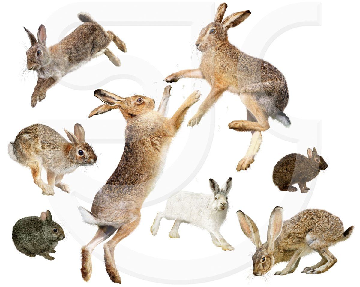 Sparring hares, jumping and hopping rabbits. Illustrated species: Two European or Brown hares (Lepus europaeus); Arctic hare; Polar rabbit (Lepus arcticus); European or Common Rabbit (Oryctolagus cuniculus); Eastern cottontail (Sylvilagus floridanus); Black-tailed Jackrabbit or American desert hare (Lepus californicus); Japanese rabbit, Amamino kuro usagi or Ryukyu rabbit (Pentalagus furnessi). Realistic wild animal illustrations.