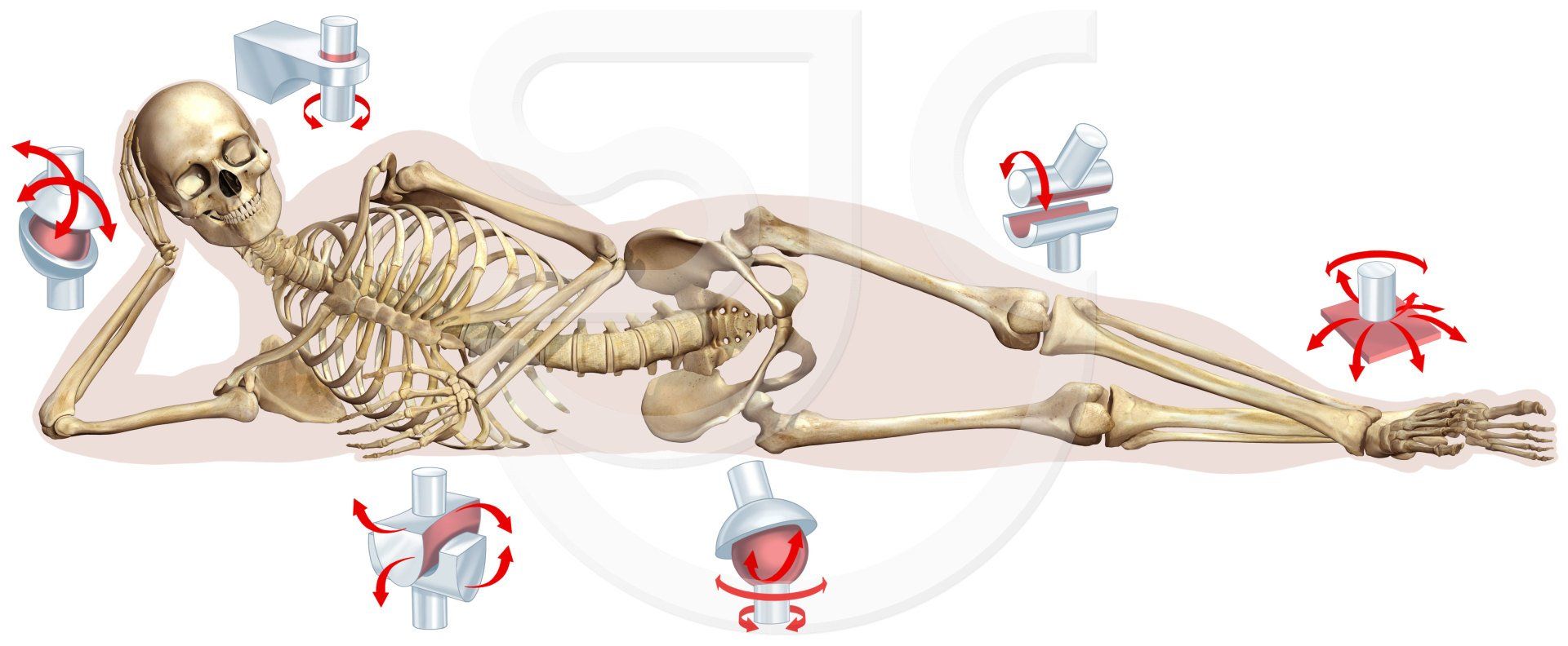 Human skeleton lying on side, arm propped up from elbow, head resting on hand, showing different type of joints around the body, including pivot, hinge, gliding, ball and socket, saddle and ellipsoidal joints. Stylized digital vector medical illustration.