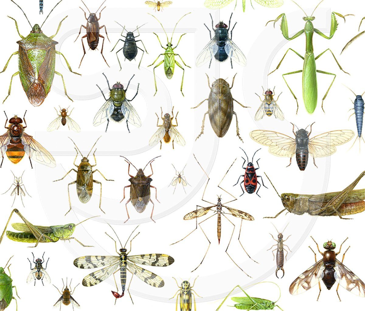 A collection of watercolour paintings of bug species. Reaslistic watercolour insect illustrations for Wildlife Trust Guide to Insects.