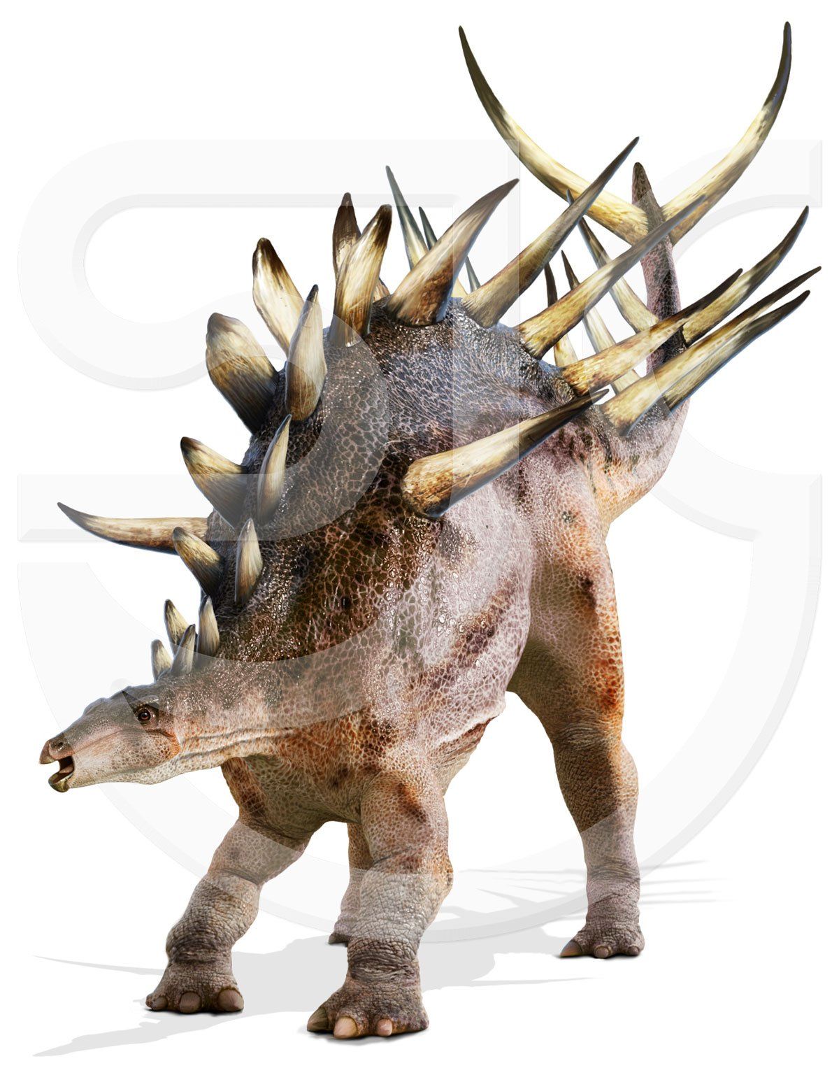 Kentrosaurus dinosaur or Spiked lizard painting on a white background. A late jurassic large stegosaurian herbivore. Digital game app painting, natural history illustration.