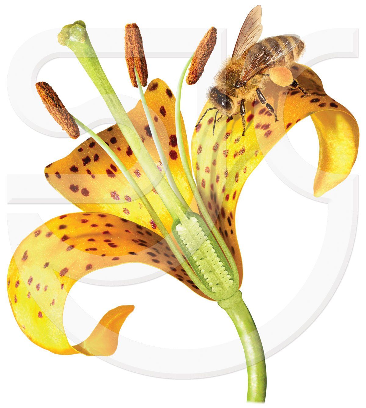 Flower pollination painting. Cutaway of a yellow lily flower, showing the sticky stigma, pollen-encrusted anthers, flower ovary and a bee with a collection of pollen on it's legs. Insect and botanical, scientific illustration.