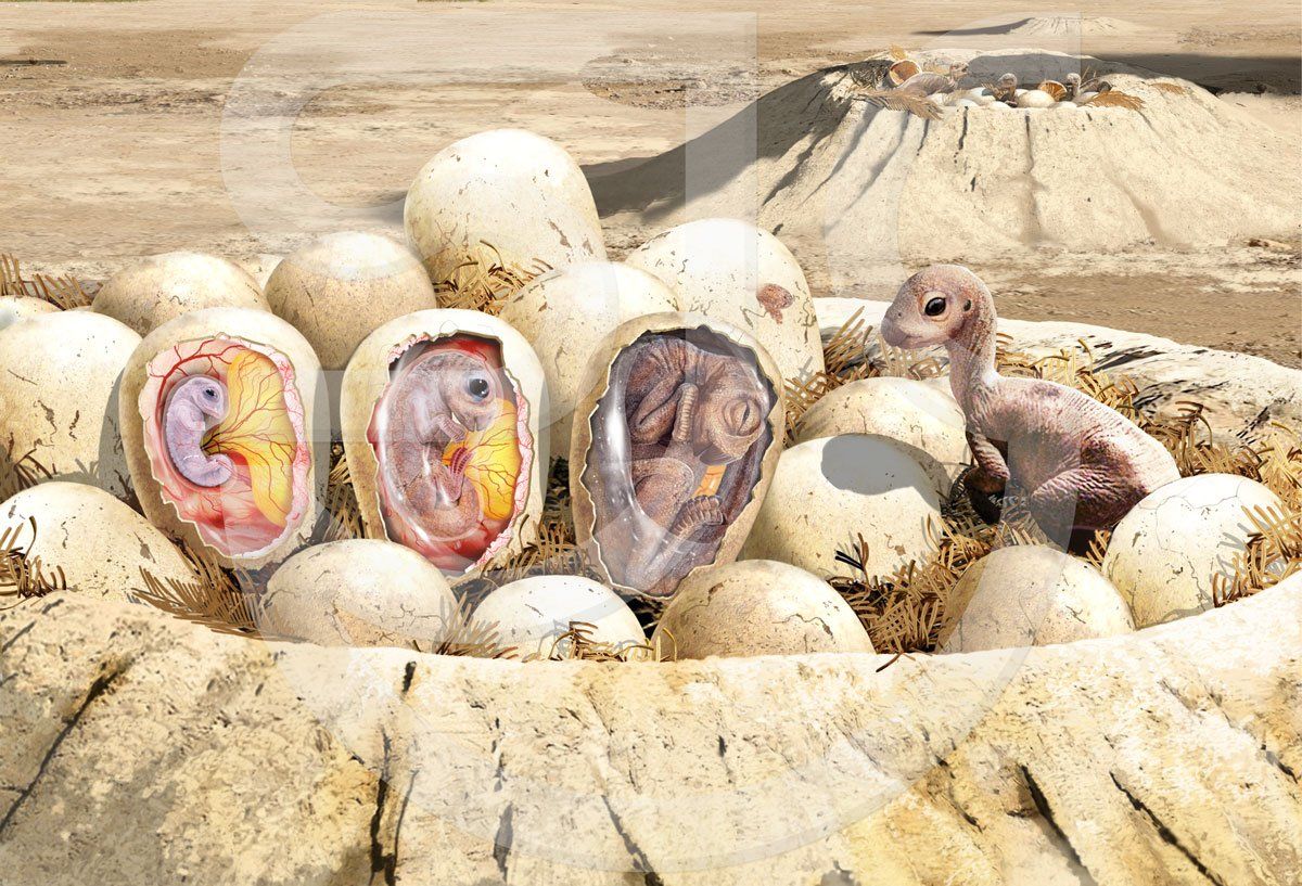 Maiasaura dinosaur nest on the ground with a clutch of eggs, showing three egg cutaways revealing stages of incubation development and a newly hatched baby. This prehistoric creature was a large duck-billed cretaceous herbivorous hadrosaurid. Realistic dinosaur painting, natural history illustration.