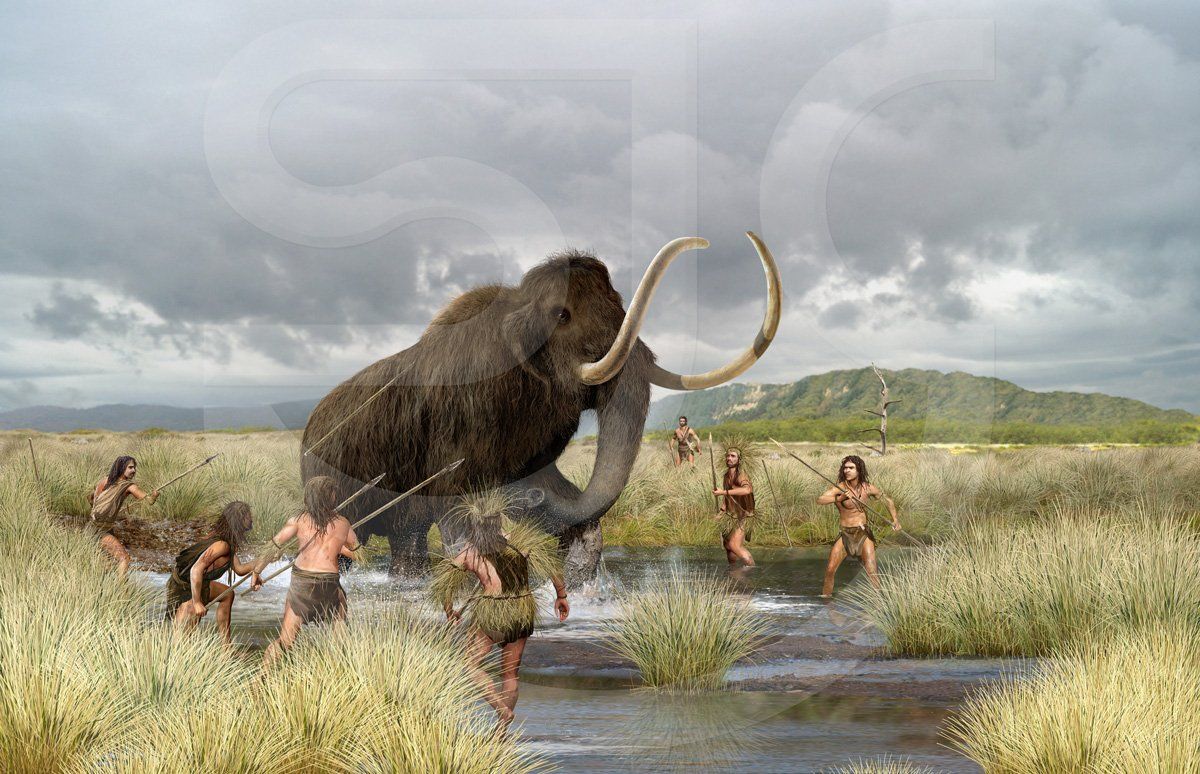 A group of ice age early human mammoth hunters with spears surrounding a mammoth splashing in a pool of water in a prehistoric grassland landscape. Realistic historical natural history illustration.