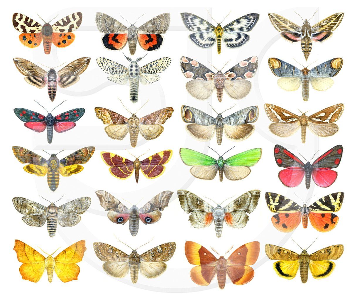 24 moth species. Realistic Watercolour identification illustrations for Wildlife Trust Guide to Butterflies & Moths.