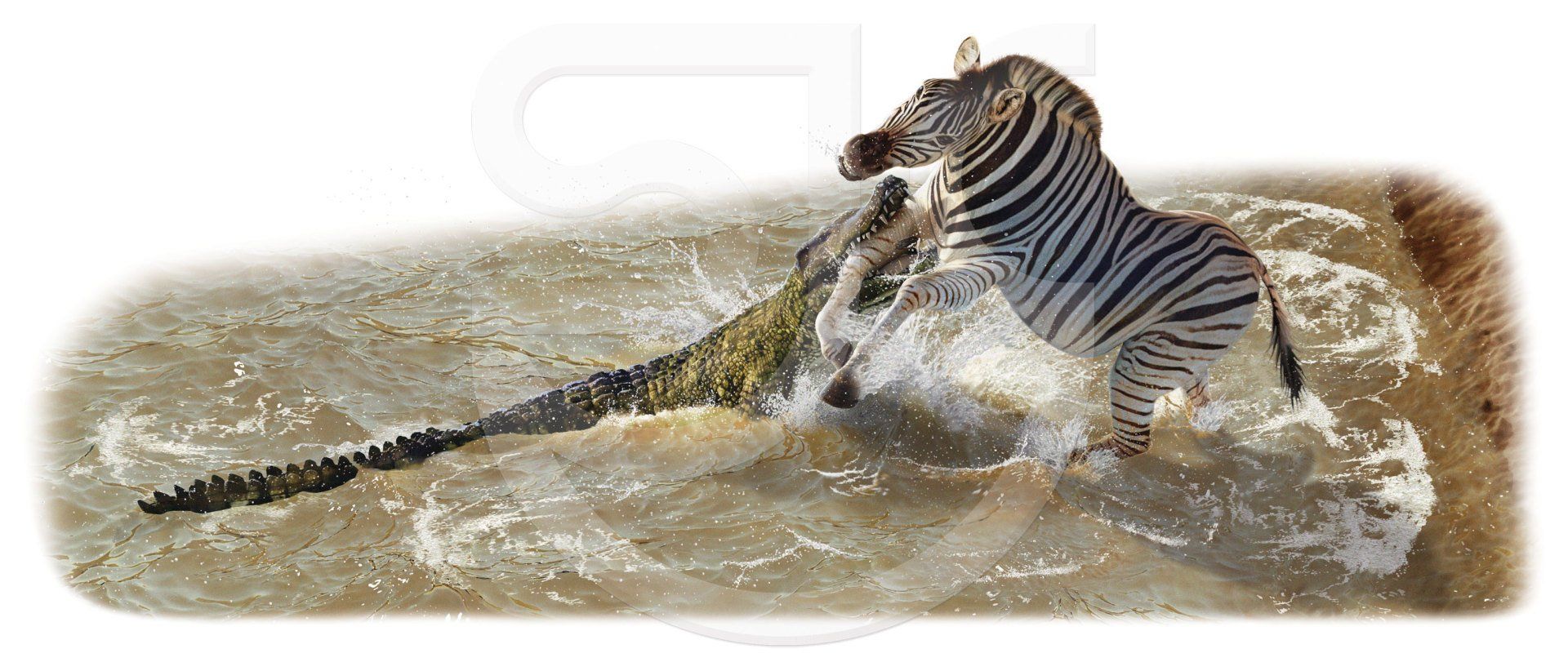 Dramatic wildlife painting of a Nile Crocodile attacking a zebra at the water's edge. Photorealistic natural history, animal illustration.