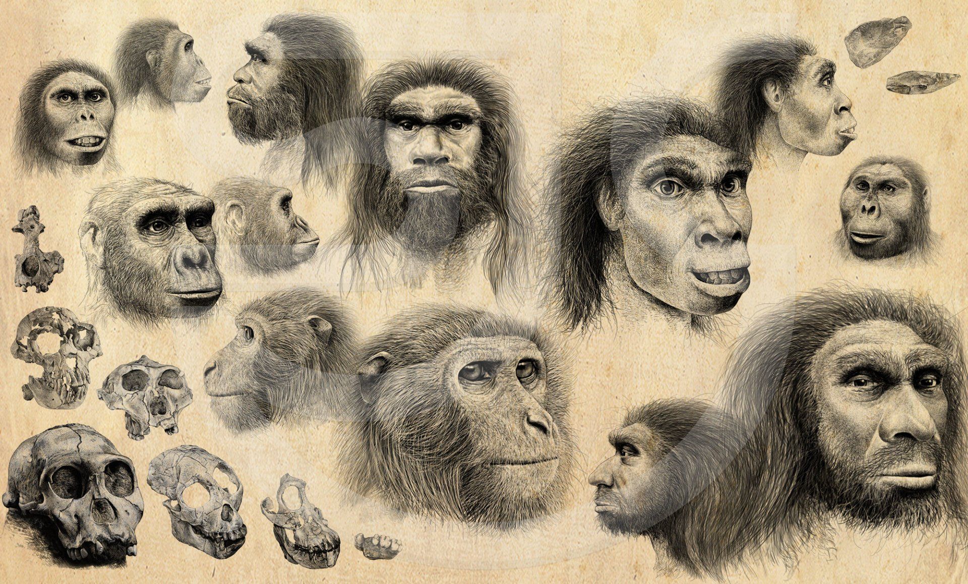 A selection of sketches of the earliest human skull fragments to early humans, illustrated for the BBC TV series Origins of Us, including artist impression sketches of Homo heidelbergensis, Neanderthal, Homo erectus, Sahelanthropus tchadensis, Propliopithecidae, Paranthropus boisei, Australopithecus Africanus. Partial and full skull drawings are Ardipithecus ramidus, Proconsulidae, Kenyapithecus, Paranthropus robustus, Sivapithecus, Australopithecus sediba, Saadanius hijazensis. Anthropological natural history illustration.