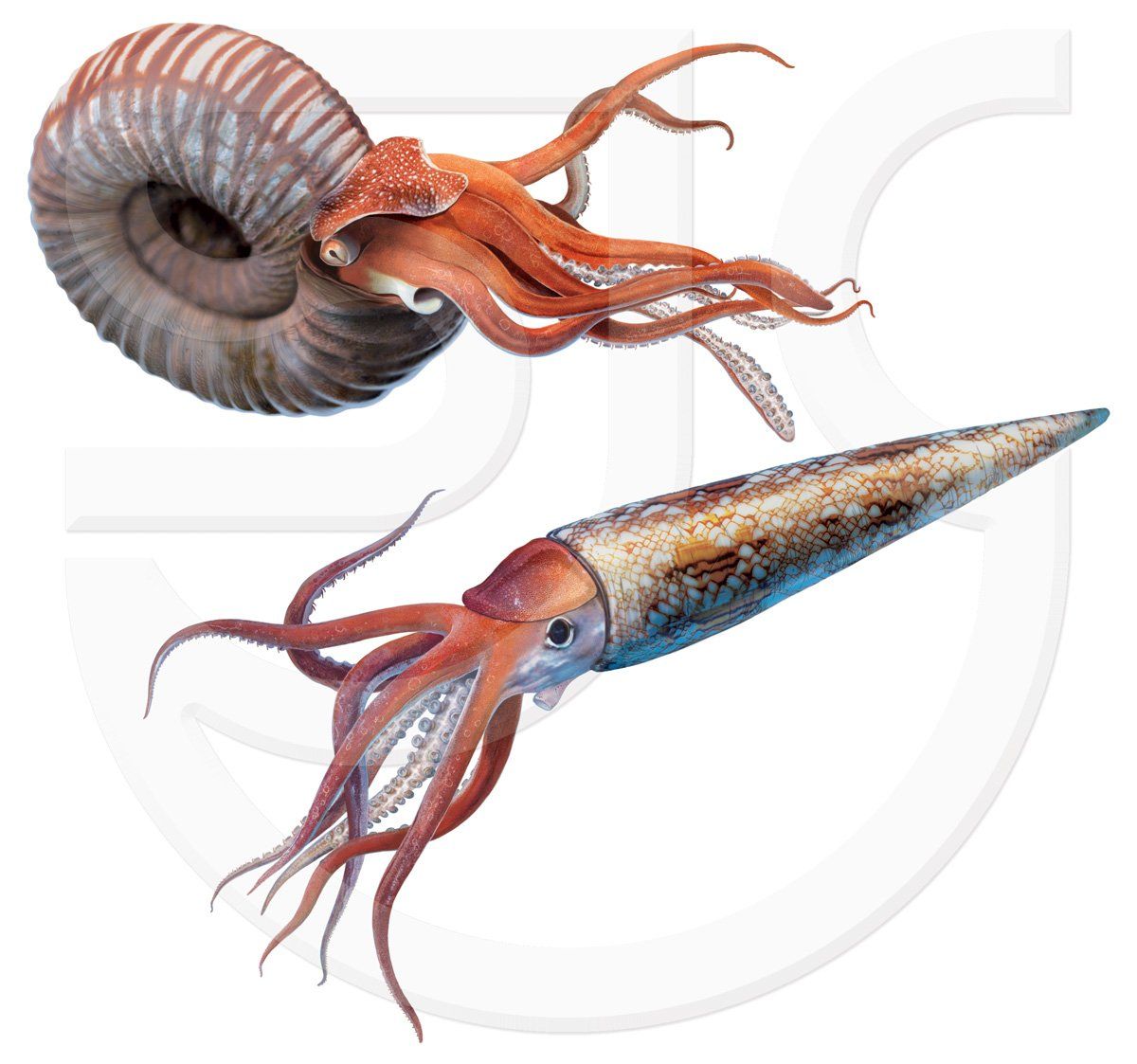 Realistic natural history paintings of two colossal prehistoric sea creatures. Parapuzosia, an extinct genus of desmoceratid ammonites, a shelled cephalopod. Cameroceras, name meaning Chambered Horn, an extinct, giant orthoconic cephalopod, an ocean predator, an orthocone, a distant relative of squid and cuttlefish. Both with octopus-like tentacles. Natural history, dinosaur illustration.