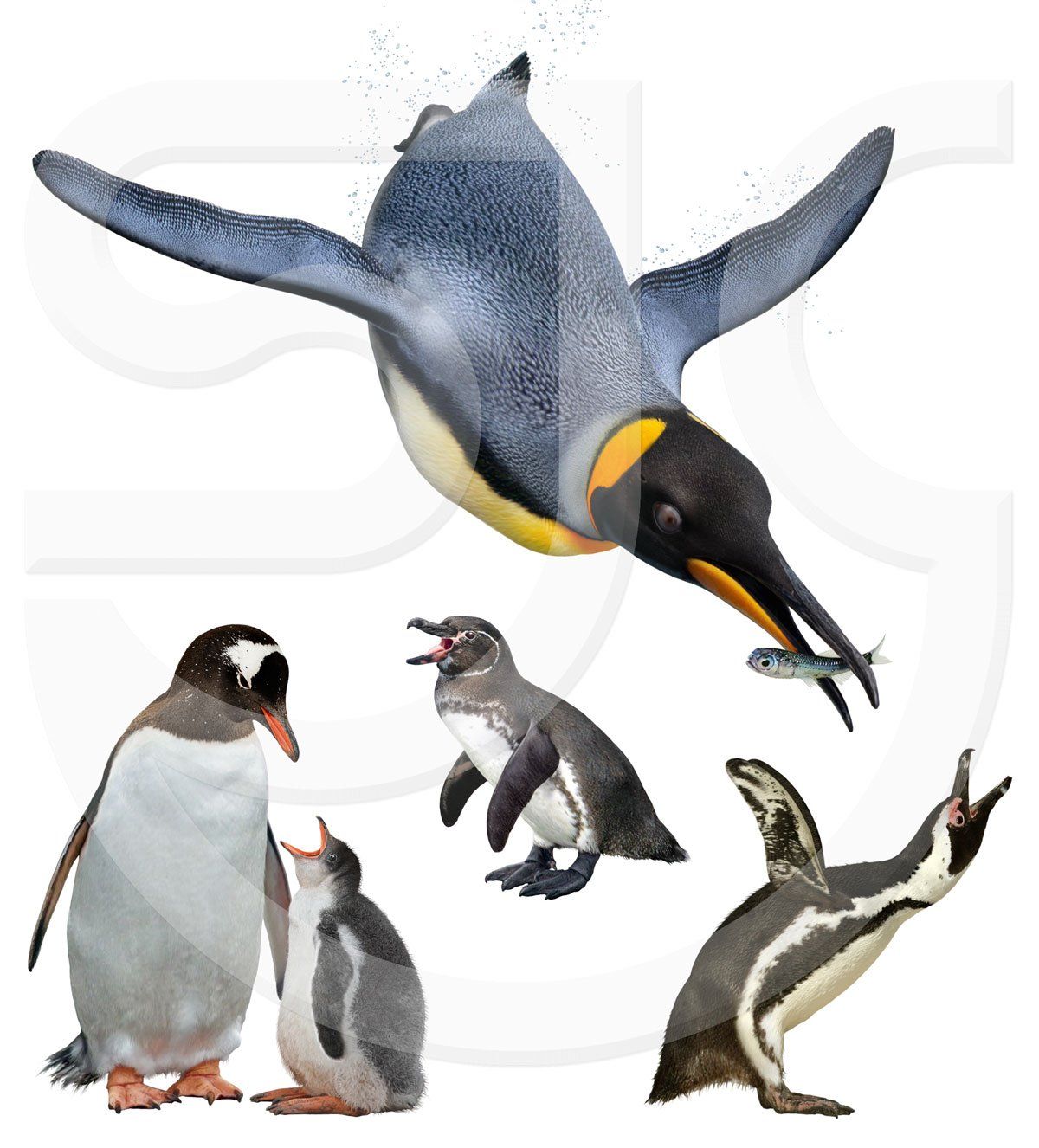 Realistic natural history illustrations of four penguin species, a king penguin swimming catching a fish, gentoo adult with chick, galapagos penguin and an african jackass penguin. Flightless bird paintings, wildlife illustration for an animal encyclopedia.