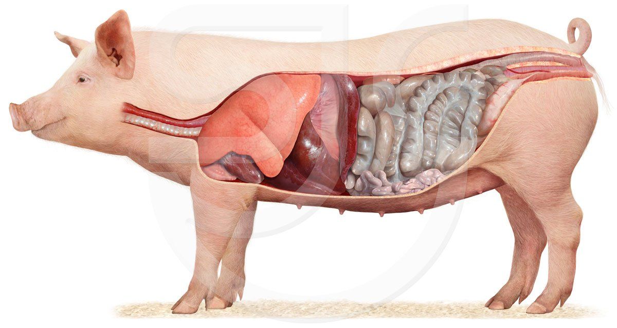 Pig cutaway revealing internal digestion. Photorealistic digital scientific illustration for trade exhibition panel artwork, animal food supplement brand product advertising and marketing.