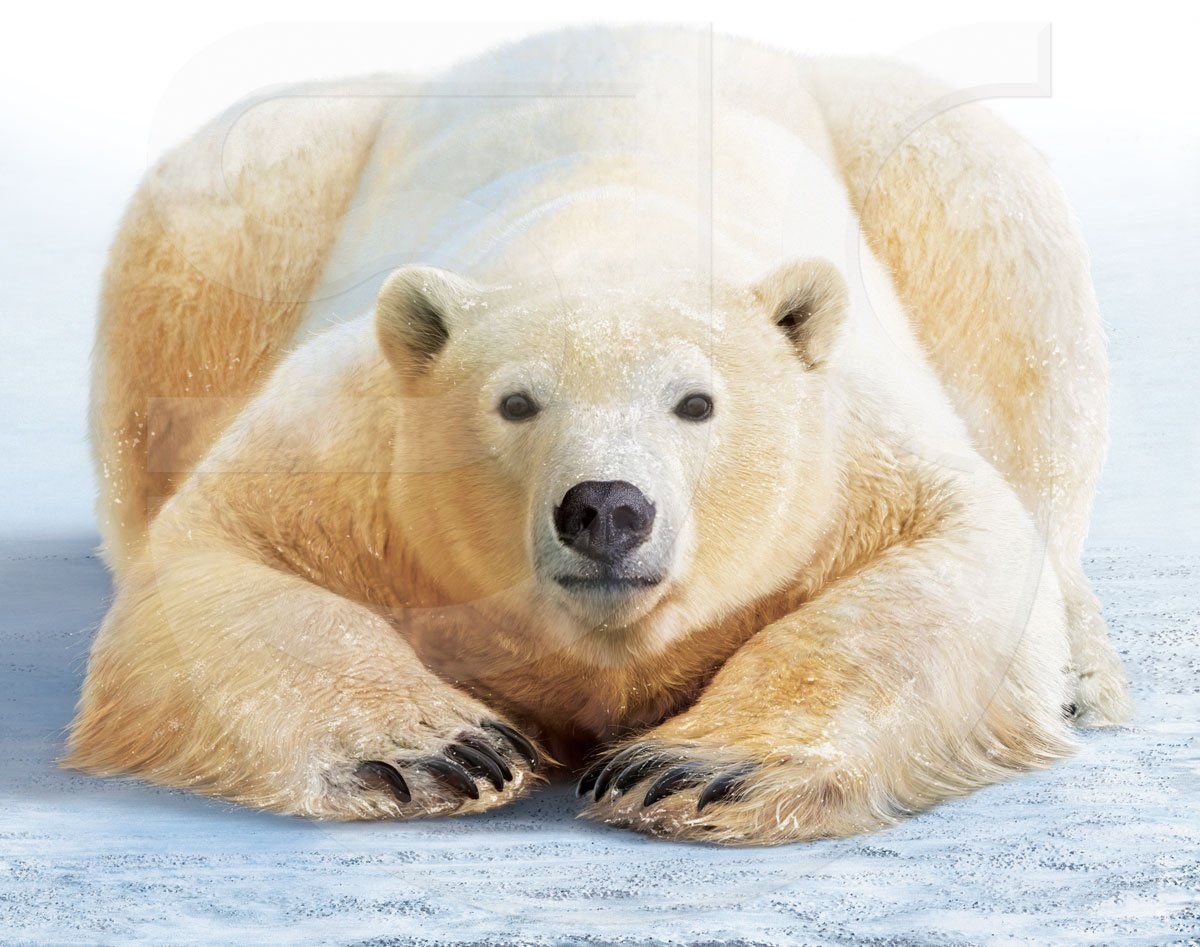 Close up of head and shoulders of a polar bear crouching down looking straight at you, paws and claws in front. Vulnerable arctic mammal. Realistic wild animal painting for a book jacket.