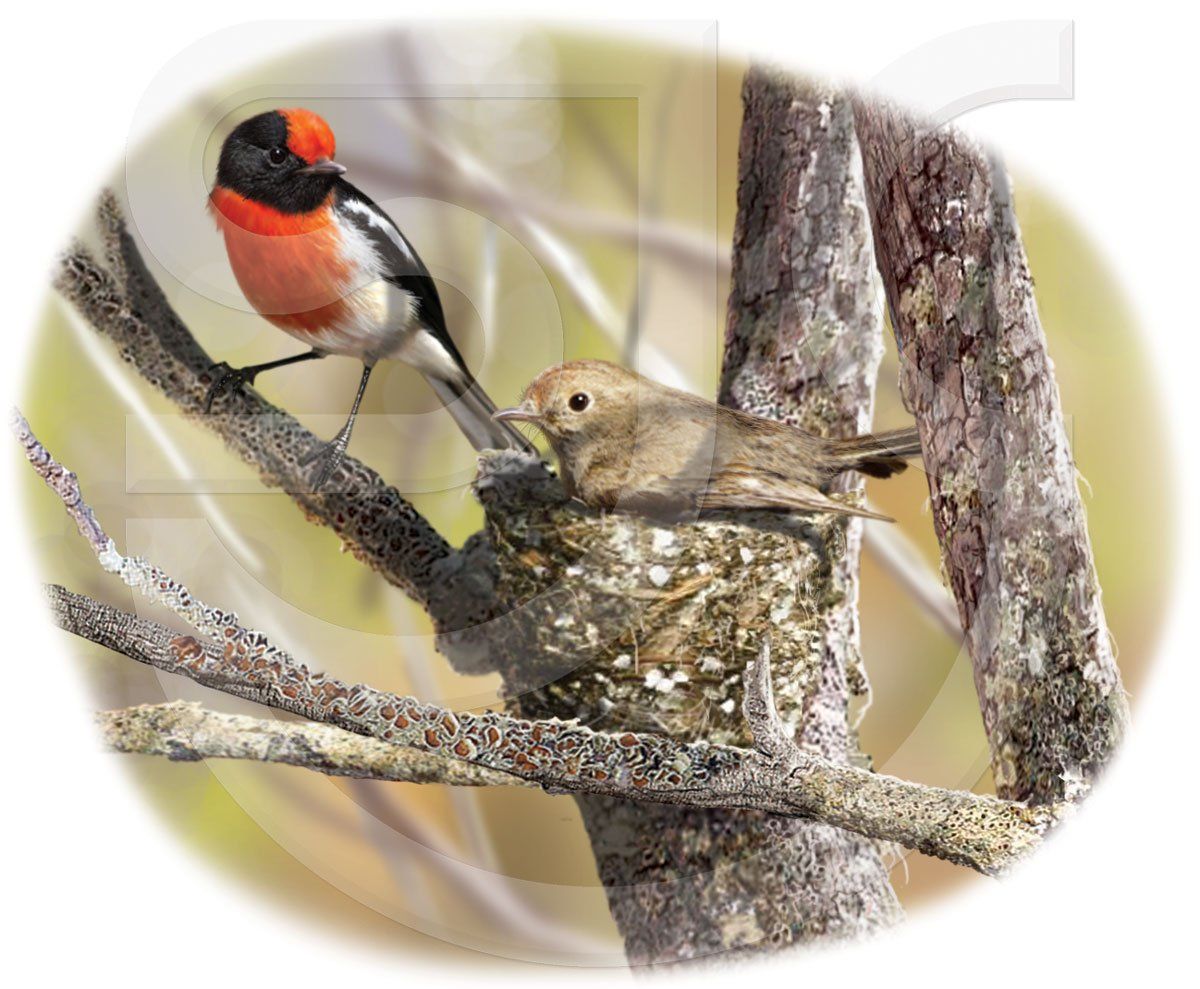 Red-capped robin, colourful male perched on a branch next to female sitting on a nest. Small Australian passerine birds. Photorealistic wildlife painting, natural history illustration.