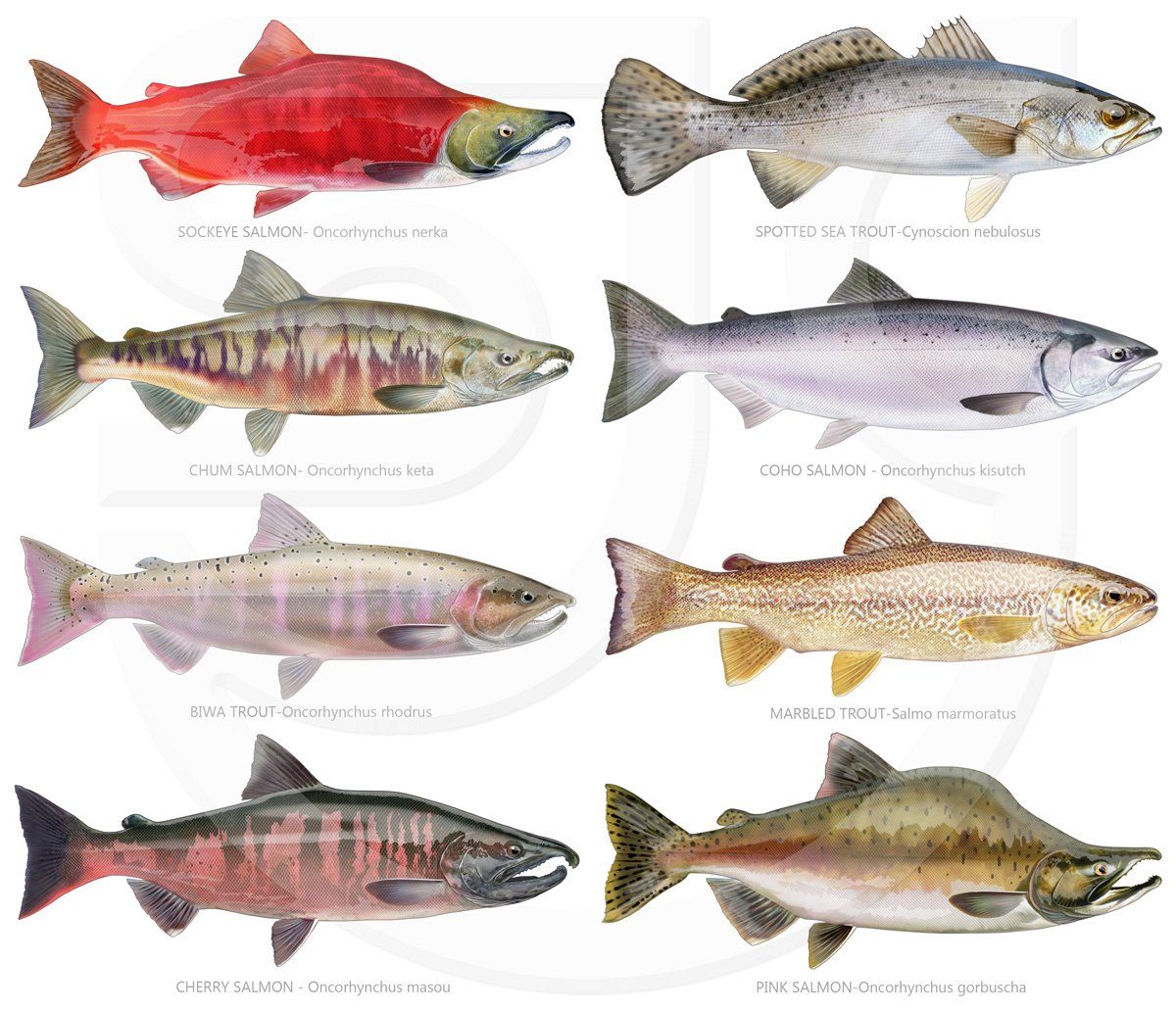 A selection of beautifully illustrated salmon and trout fish featuring the Sockeye Salmon, Chum Salmon, Cherry Salmon, Coho Salmon, Pink Salmon, Biwa Trout, Spotted Sea Trout and Marbled Trout.  Realistic natural history, marine life illustration.