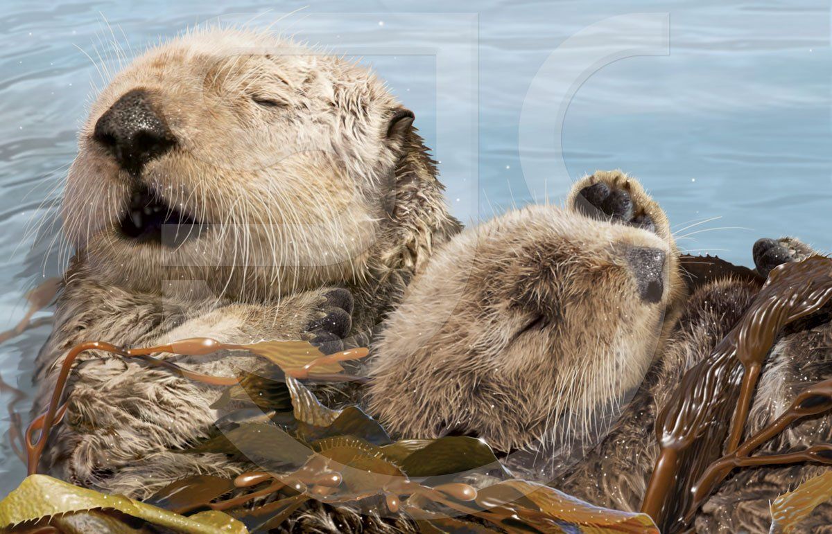 Sea Otter (Enhydra lutris) Close up of a mother asleep with her pup on the ocean surface wrapped in seaweed. Realistic wildlife painting of this marine mammal. Natural history illustration.