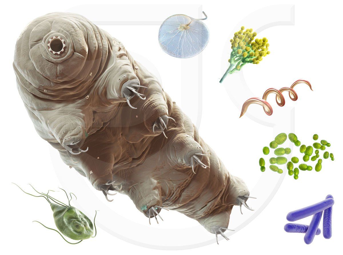 Miniature life; Tardigrade, a small woodland animal. Microscopic creatures; bacteria, algae, archaea, protozoa and penicillin. Realistic digital scientific illustration.