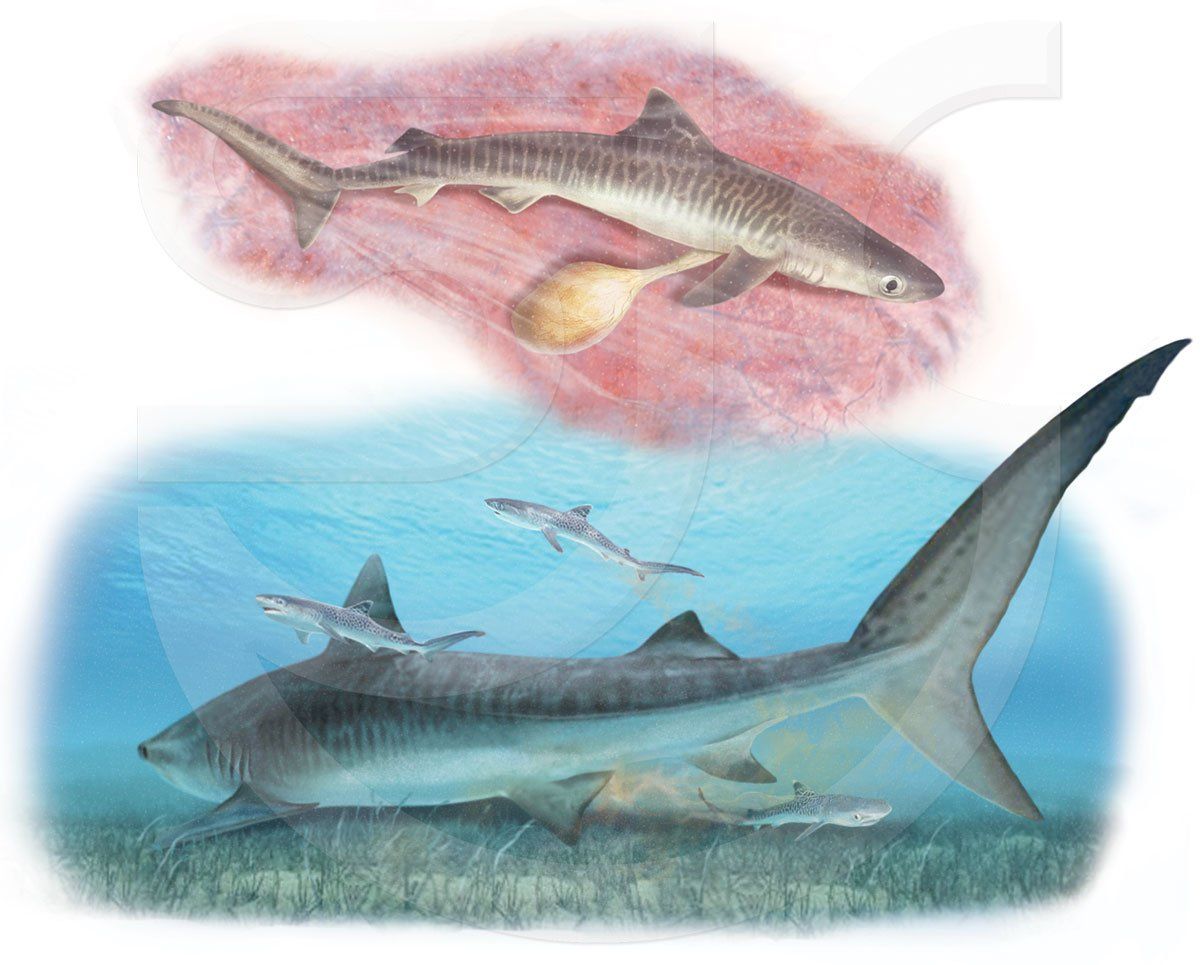 Realistic sealife painting of the Tiger shark (Galeocerdo cuvier) life cycle in two stages. A baby shark inside the womb and an adult female with newborn sharks swimming away from her. This large ocean predator, a species of requiem shark, also known as blackspot shark, grey whaler shark, olive shark, ridgeback shark, sickle shark and is one of the largest sharks in the world. Natural history, wildlife illustration.