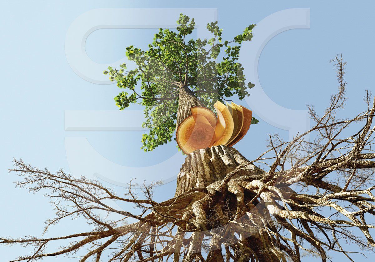 Tree transpiration. A red oak tree seen, with exaggerated perspective, from the underside of the roots up to it's leaves in the background. Showing a cutaway of the trunk in the foreground, revealing it's layers. Dramatic botanical scientific illustration indicating osmosis, photosynthesis, the passage of water, sugars and growth hormones from a tree's leaves down to it's roots.