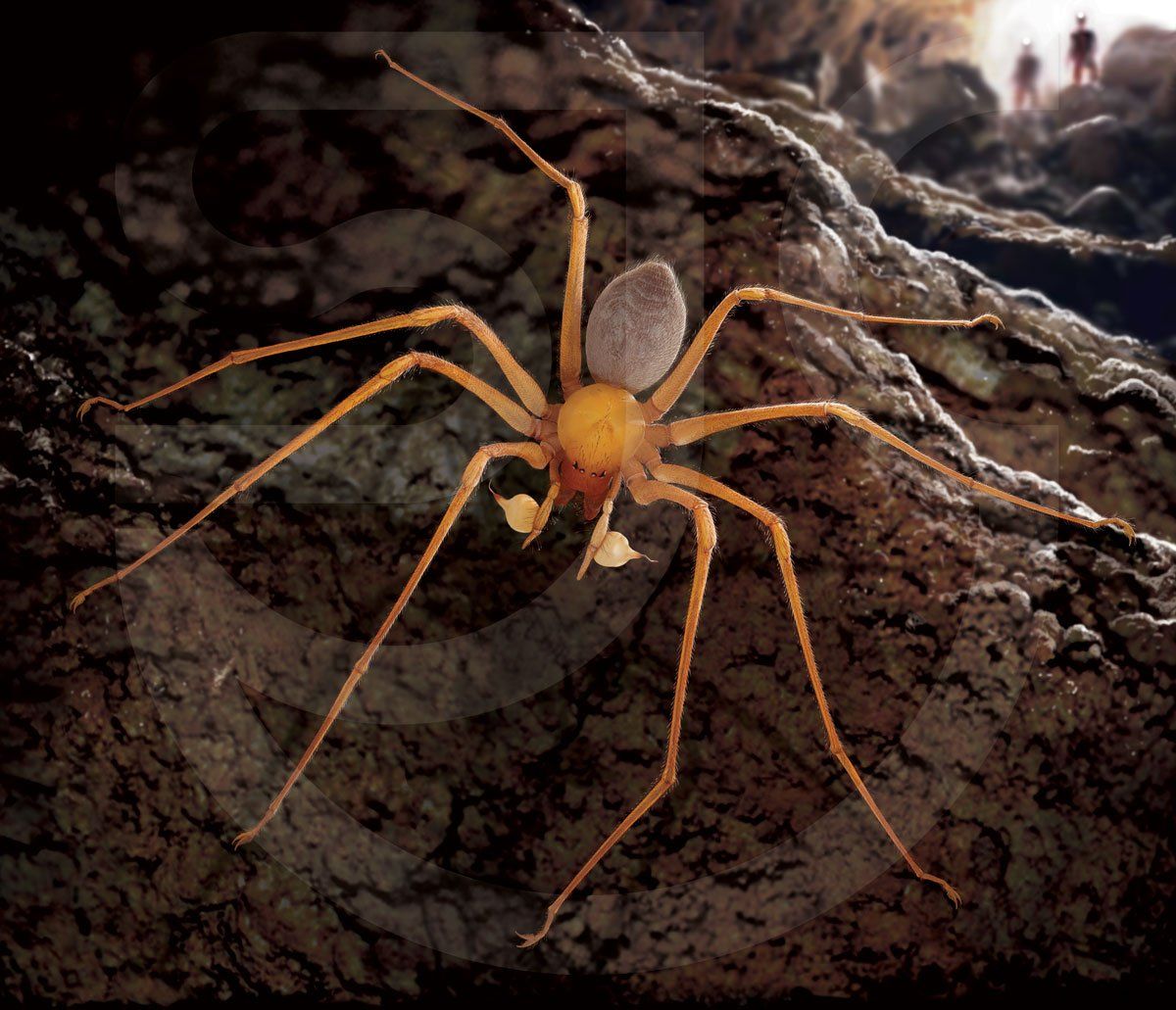 Trogloraptor spider sitting on rock in foreground in the darkness with cave explorers at the sunlit cave entrance in the distance. Photorealistic digital scientific illustration for an article about a new species of cave arachnid discovered in 2010 in the ancient forests of the Klamath-Siskiyou Mountains in southern Oregon.