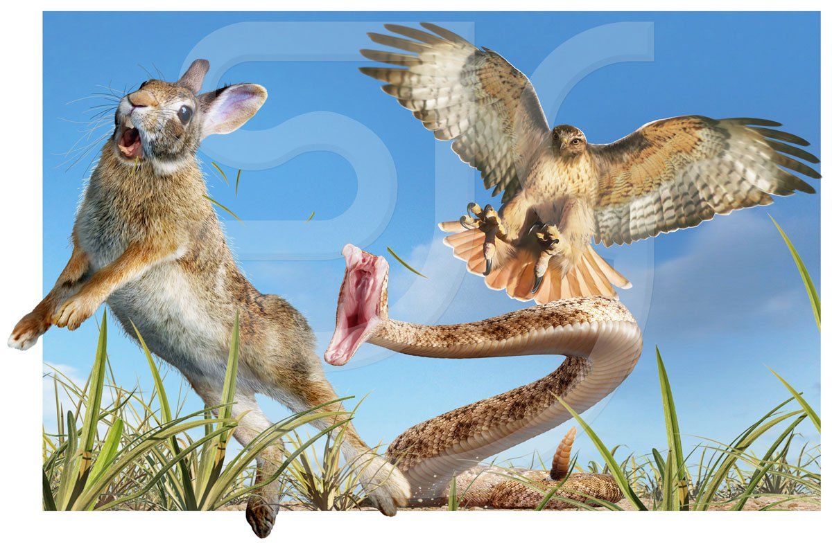 Wildlife food chain. A red-tailed hawk swooping onto a diamondback rattlesnake striking a jumping cottontail rabbit. Dynamic photorealistic animal painting.