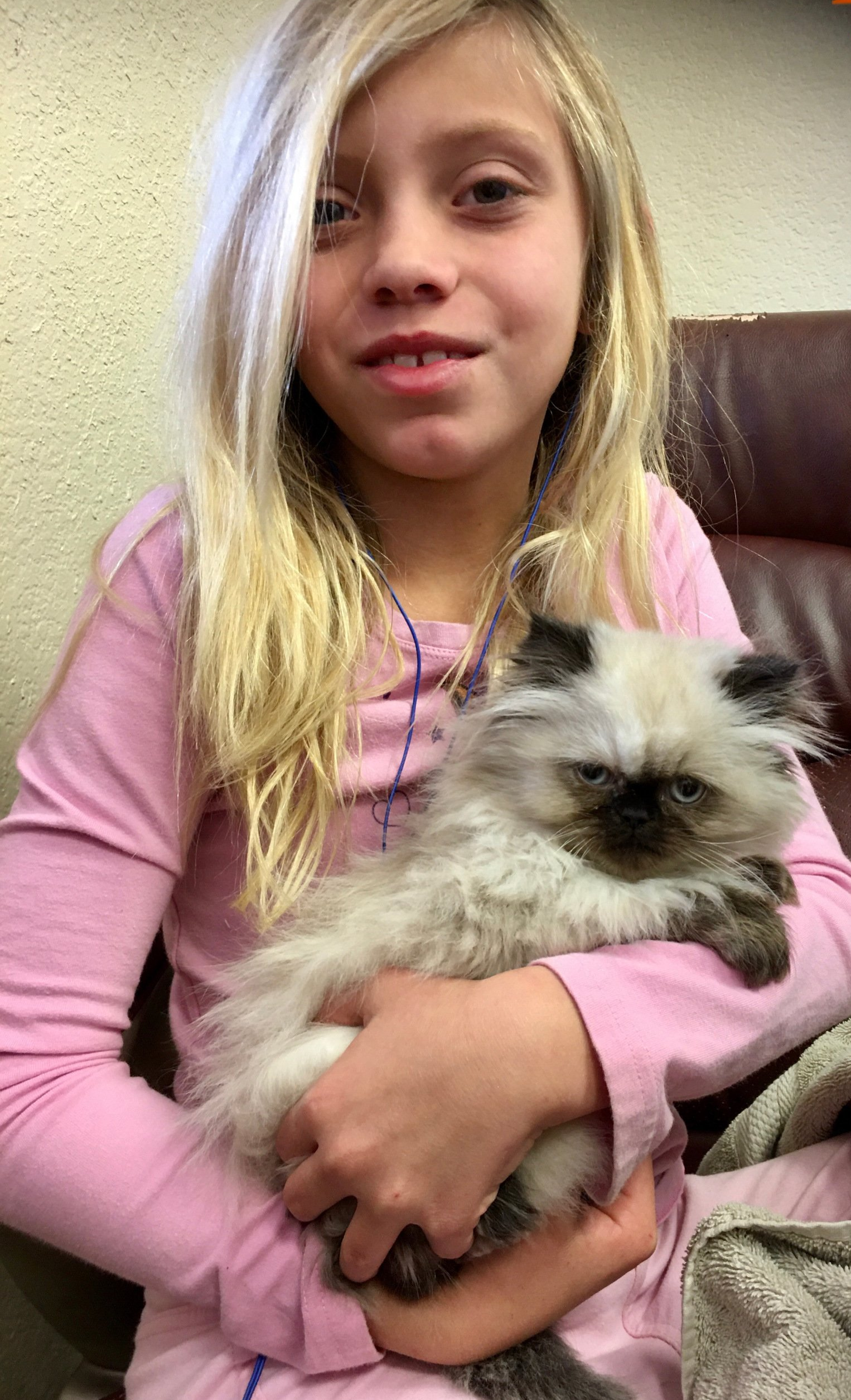 Himalayan Cat
