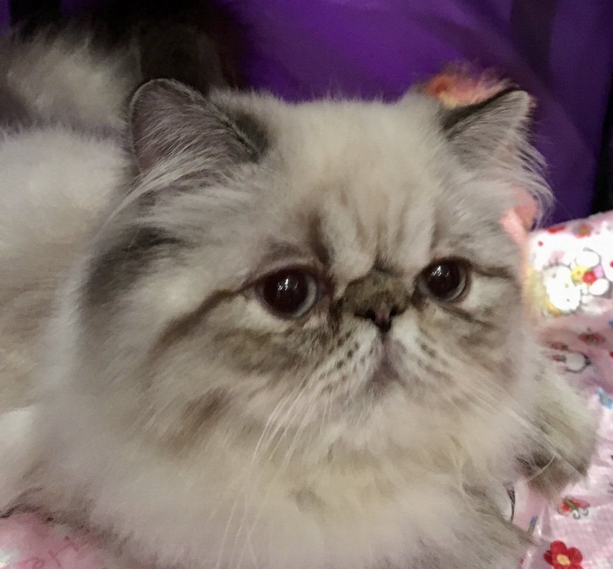 Himalayan Cat