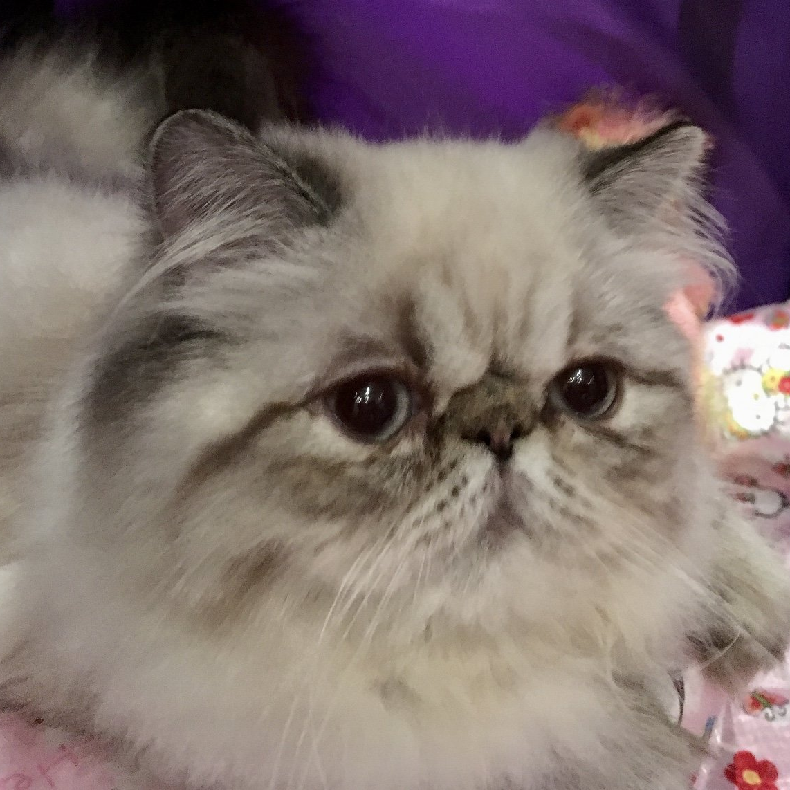 Himalayan Cat