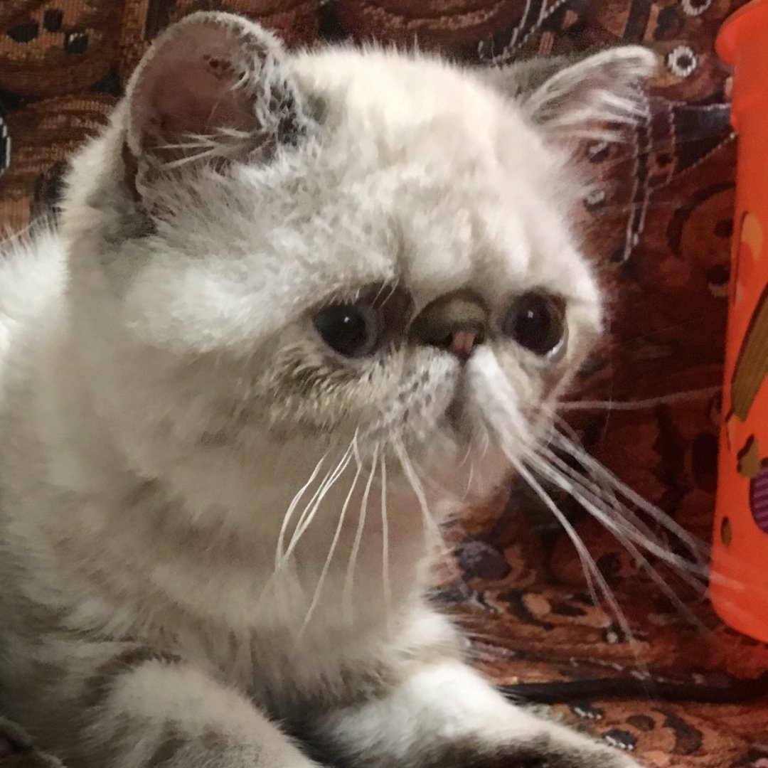 Exotic Shorthair cat