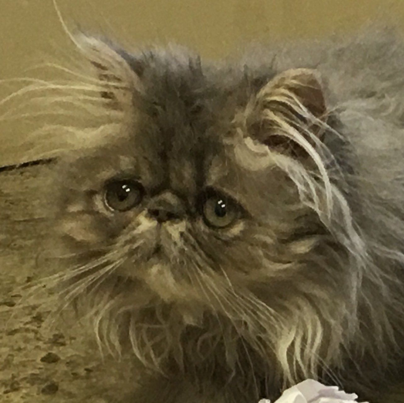 Persian
