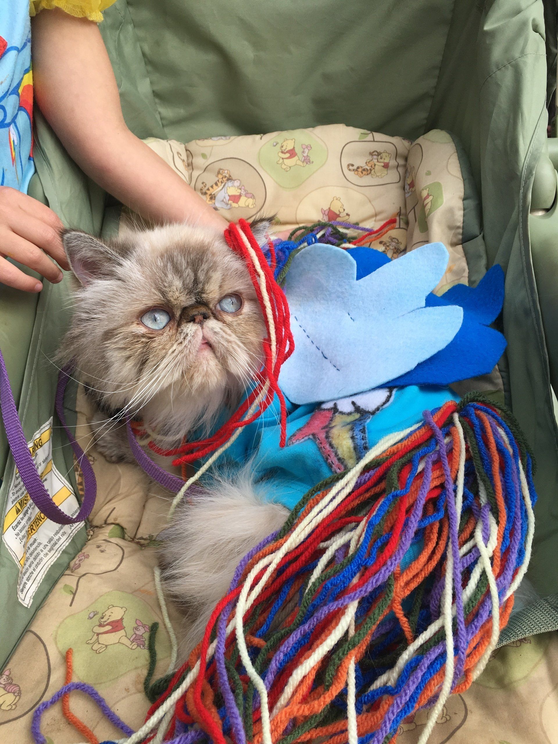 Himalayan Cat