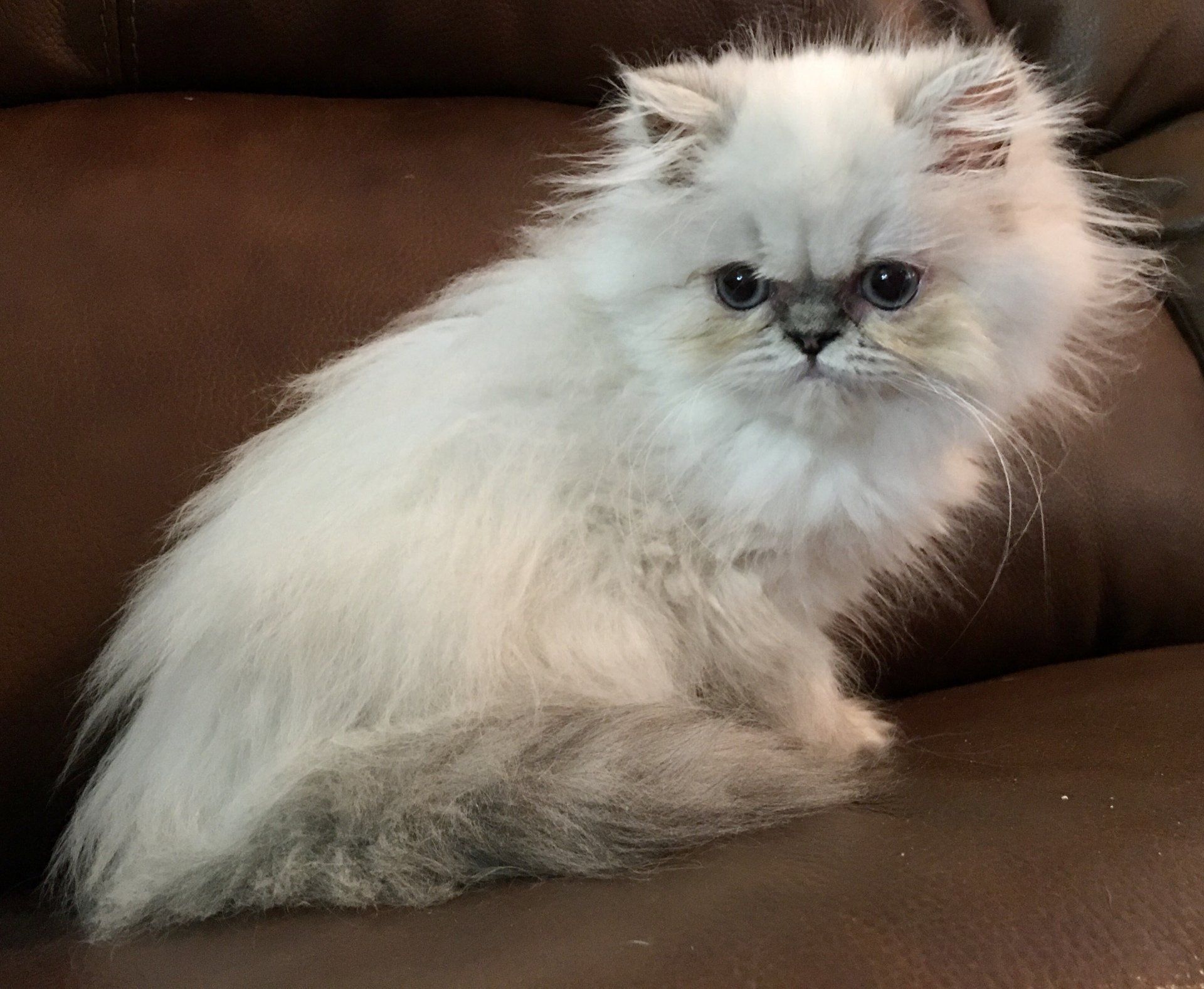 Himalayan Cat
