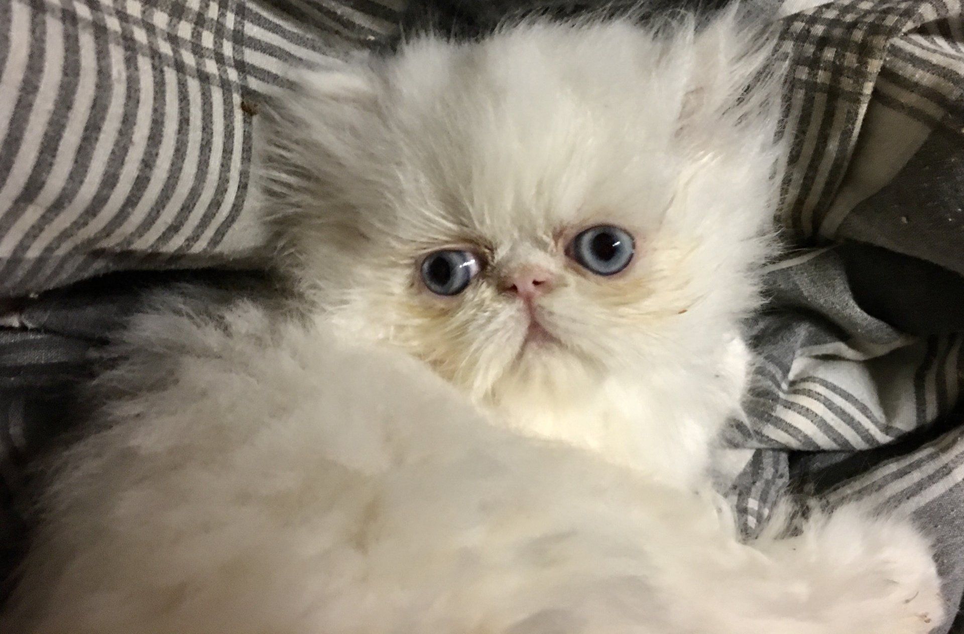Himalayan Cat