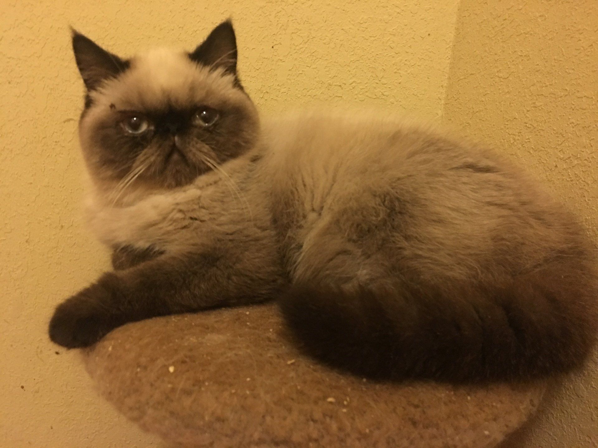 Exotic Shorthair