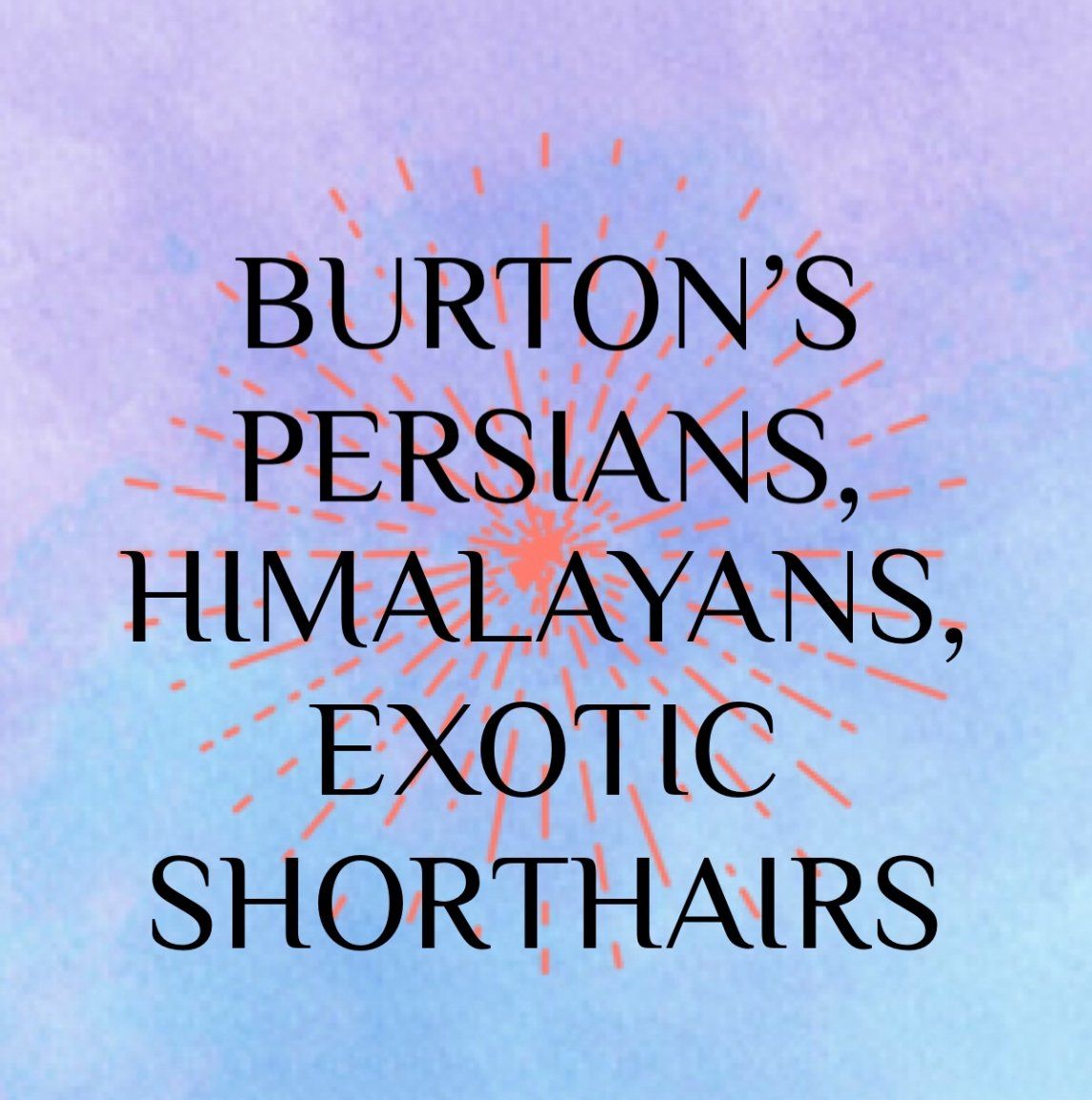 Burtons Persian and Himlayans
