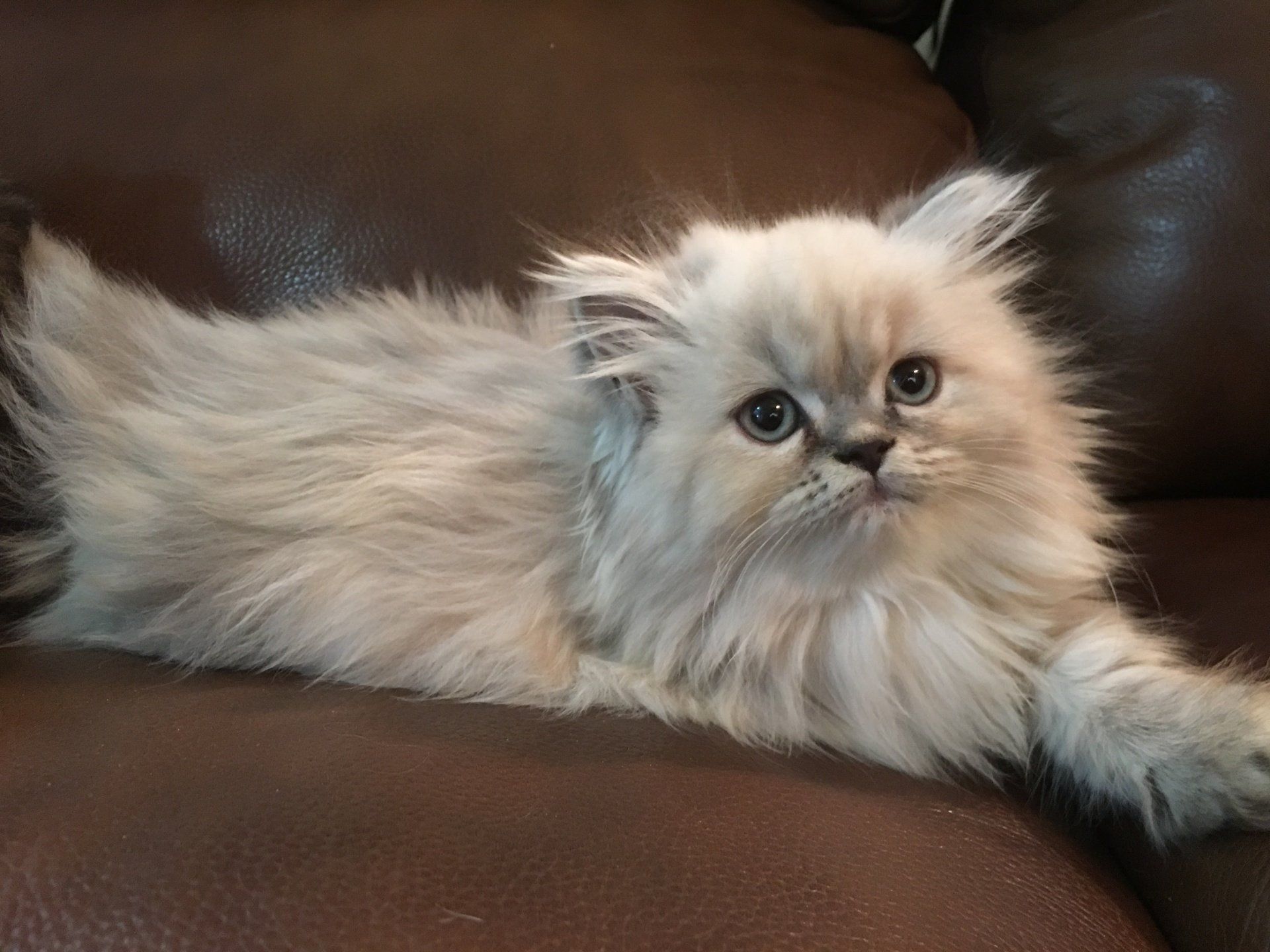 Himalayan Cat