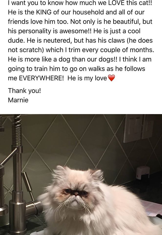 Himalayan Cat