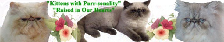 Himalayan Cat