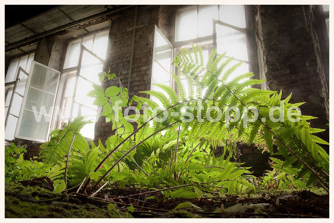 Die Natur kehrt zurück, Fotografie: Andreas Stopp