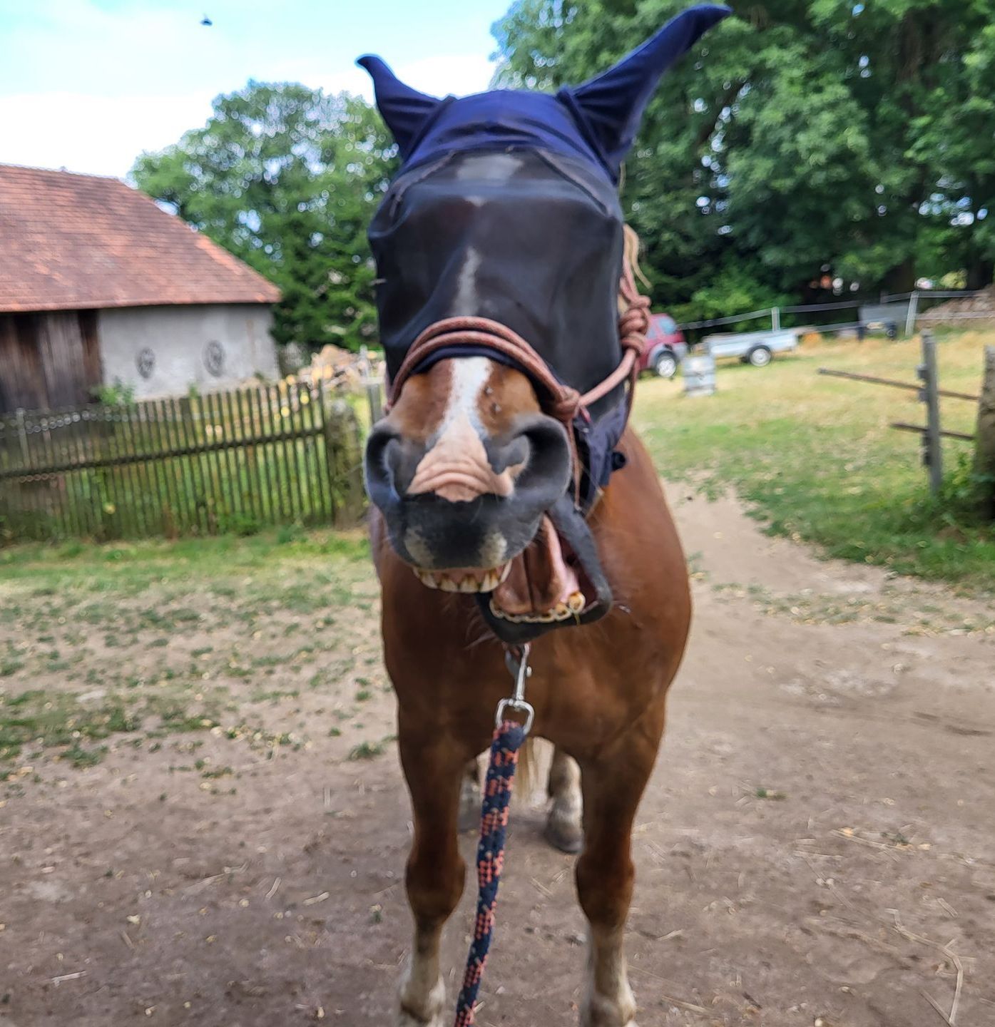 Craniosacrale Therapie am Pferd