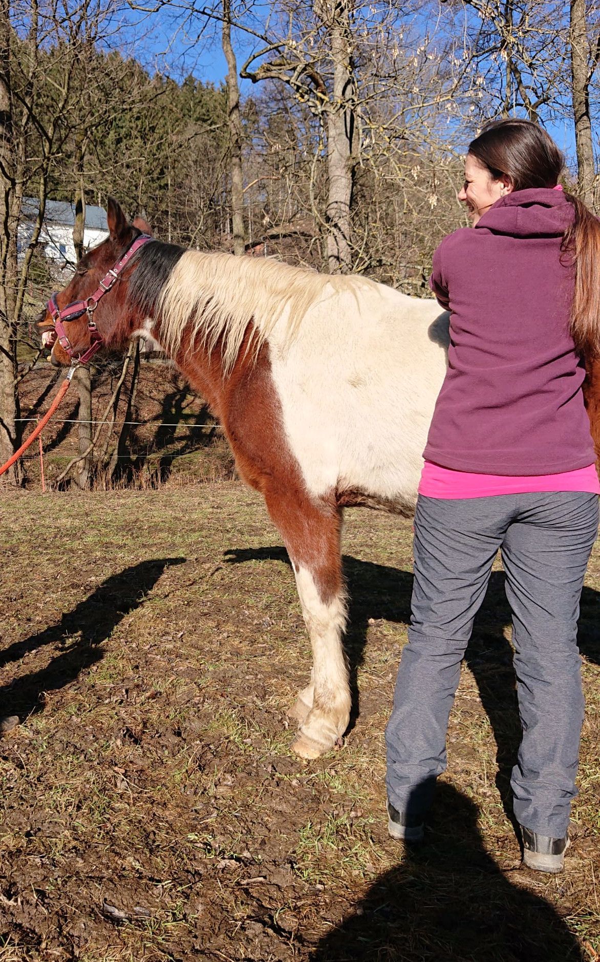 Dorn-therapie-fuer-pferde-erzgebirge-annaberg-buchholz