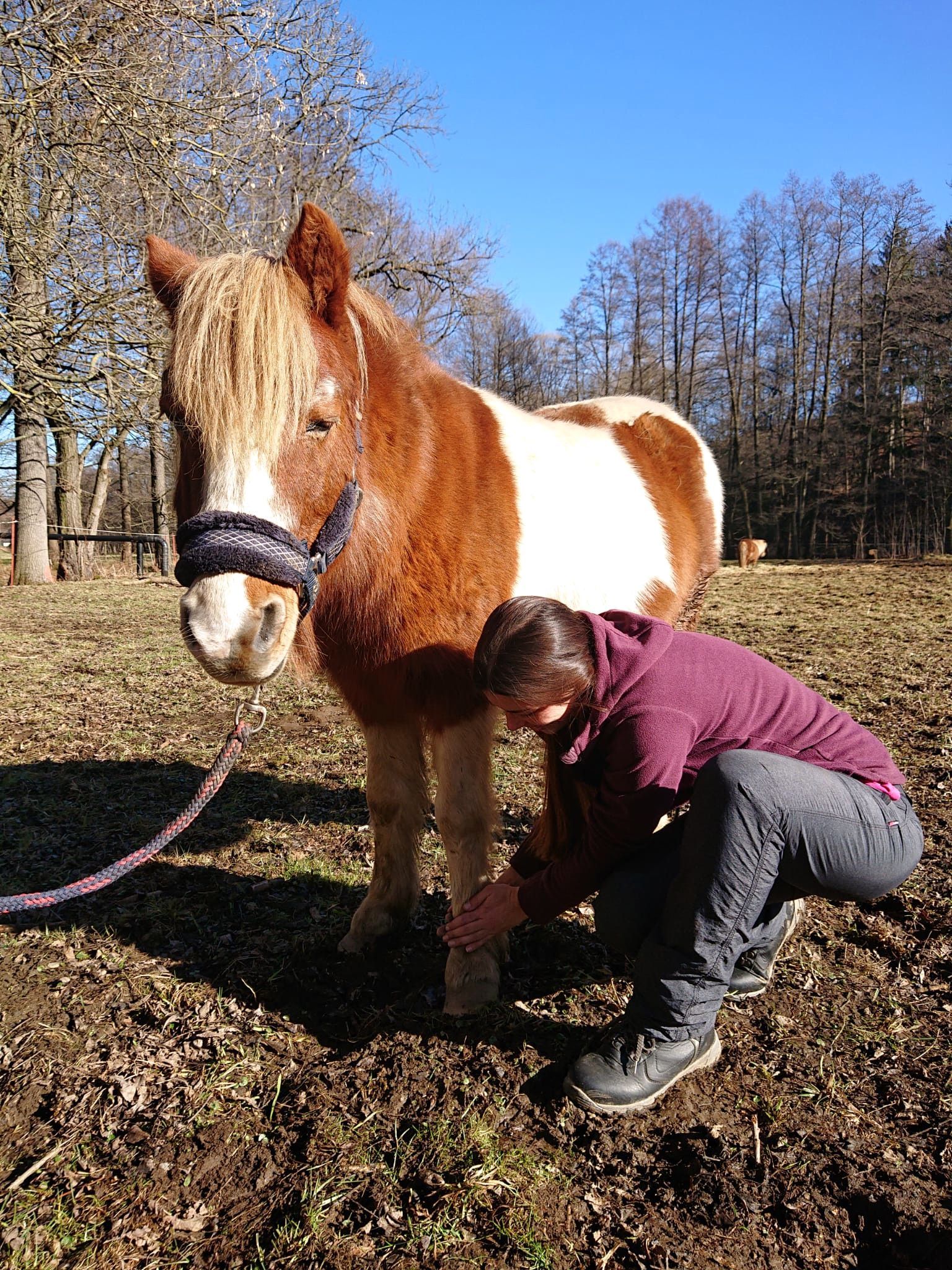 dorn-therapie-fuer-pferde