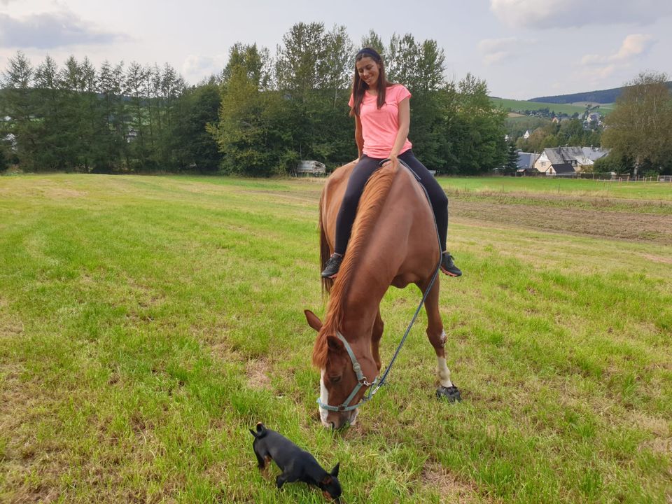 Pferd und Hund - Spaziergang fantasy-horse-pferdeblog-pfer-und-hund