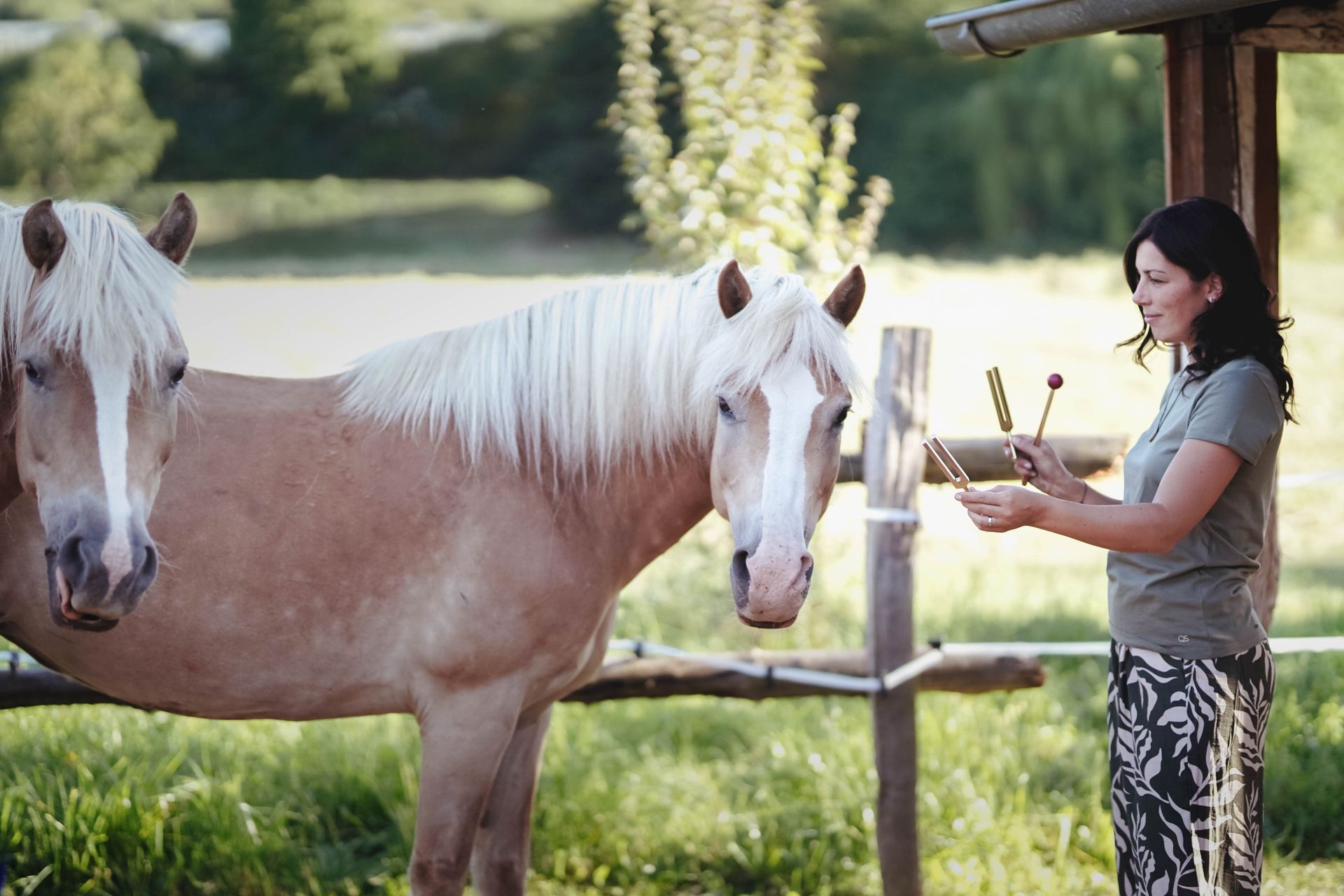 ganzheitliche-pferdetherapien-im-erzgebirge-fantasy-horse-milena-hrabak-craniosacrale-therapie-energetische-heilung-klangtherapie