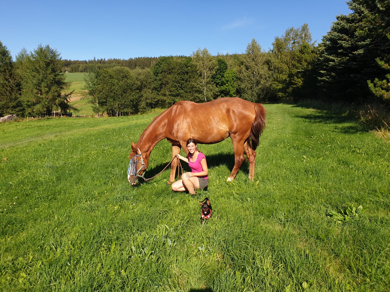 pferd-und-hund-untrennbare-freunde-pferdeblog-fantasy-horse