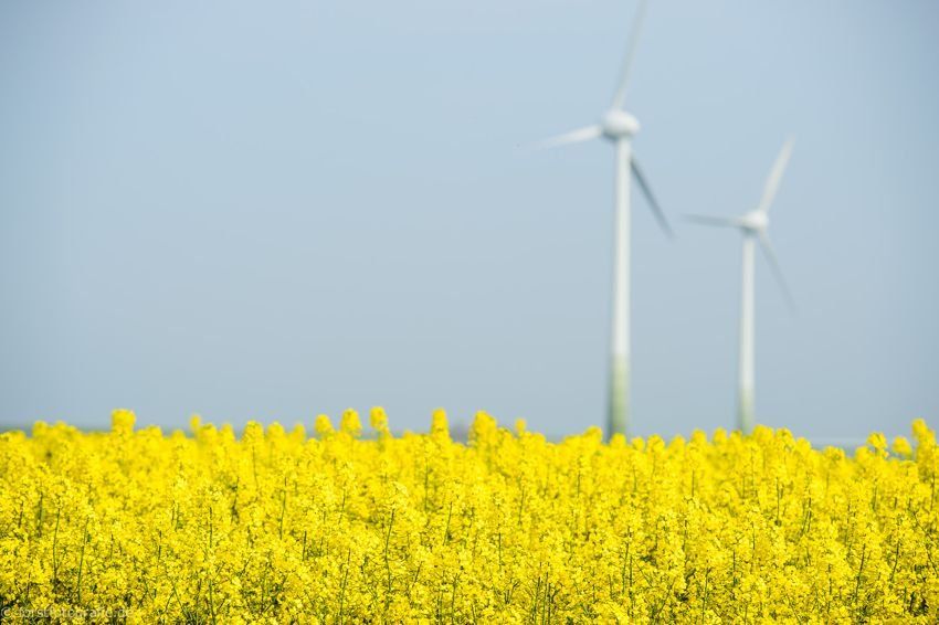 Windkraft erneuerbare Energiträger und Raps nahe Greetsiel