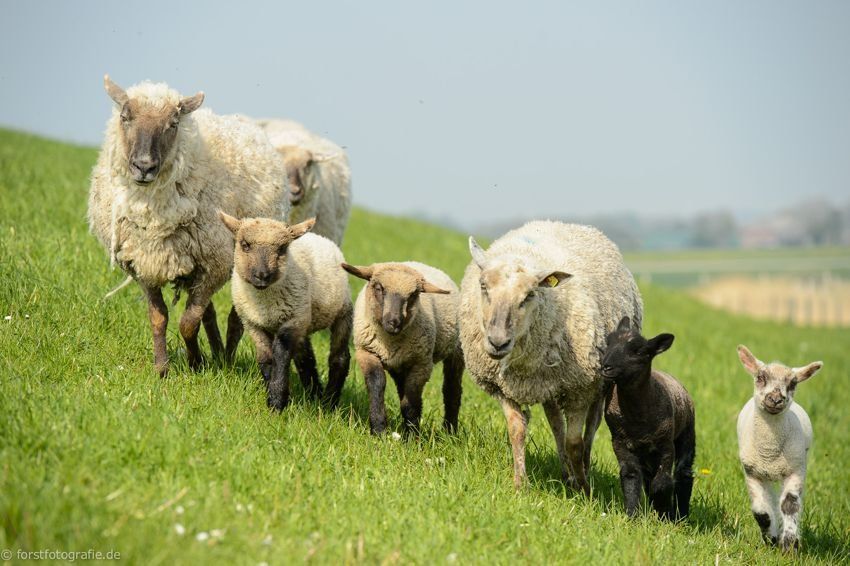 Schafe auf dem Deich nahe Greetsiel